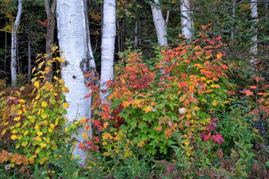 Betula papyrifera, kağıt huş ağacı, beyaz huş ağacı ve kano huş ağacı olarak da bilinir.