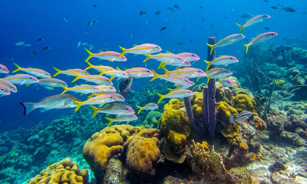 Caribbean Coral Reef Coast Island Bonaire — Stockfoto