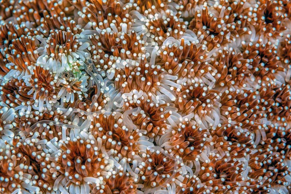 Korallenriff Südpazifik Nahaufnahme Ausgedehnter Polypen — Stockfoto
