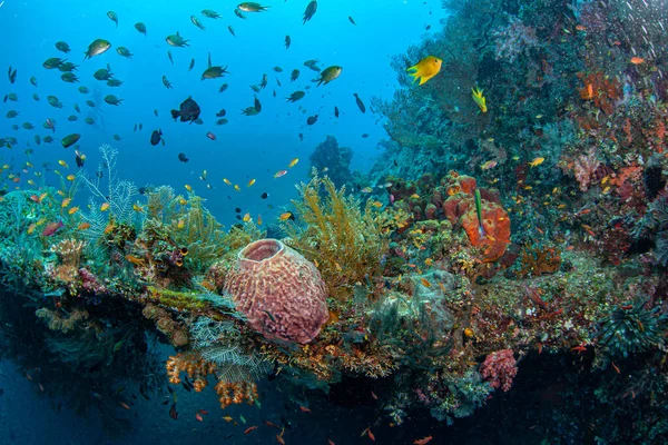 Coral Reef South Pacific Liberty Wreck Coast Bali — Foto Stock