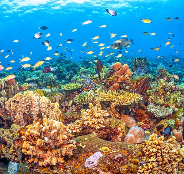 Coral Reef South Pacific Coast Island Bali Indonesia — Fotografia de Stock