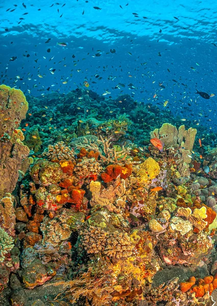 Recife Coral Pacífico Sul Largo Costa Ilha Bali Indonésia — Fotografia de Stock