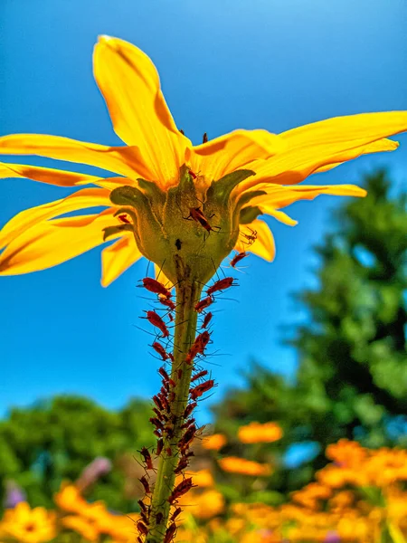 Helianthus Annuus Κοινό Ηλίανθο Είναι Ένα Μεγάλο Ετήσιο Φυτό Του — Φωτογραφία Αρχείου