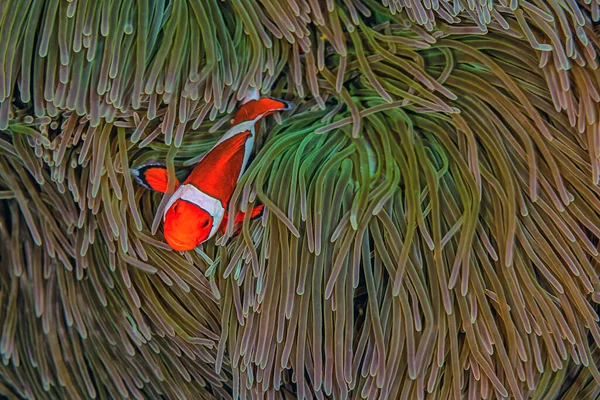 Recifes Coral Pacífico Sul — Fotografia de Stock
