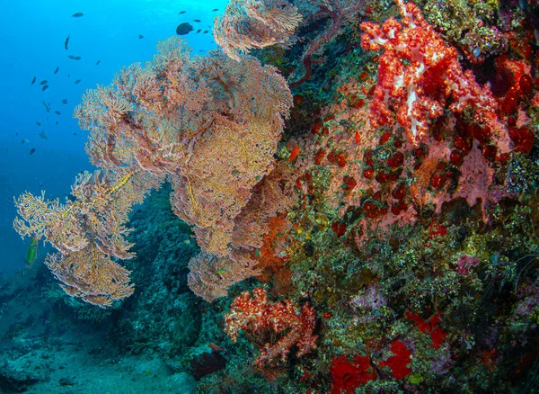 Alcyonacea Gorgonian Pff Coast Island Bali — стоковое фото