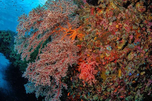Alcyonacea Gorgonian Pff Coast Island Bali — Foto Stock