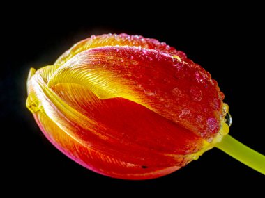 orange, yellow Tulip in spring in bloom with water drops and black background
