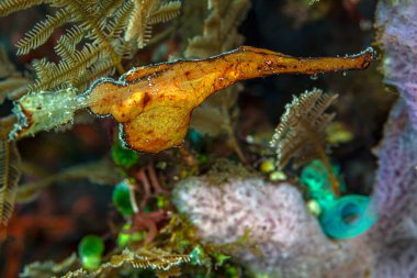 Solenostomus, diğer adıyla hayalet boru balıkları, sahte boru balıkları veya tüp ağızlı balıklar, Syngnathiformes familyasından bir balık cinsidir..