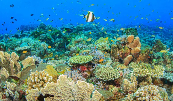 Endonezya Nın Bali Adasının Açıklarında Güney Pasifik Teki Mercan Resifi — Stok fotoğraf