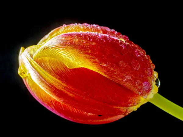 Laranja Amarelo Tulipa Primavera Flor Com Gotas Água Fundo Preto — Fotografia de Stock