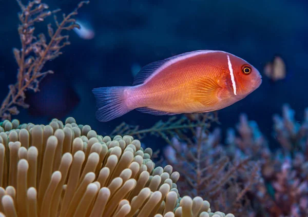 Amphiprion Perideraion Also Known Pink Skunk Clownfish Pink Anemonefish Species — ストック写真
