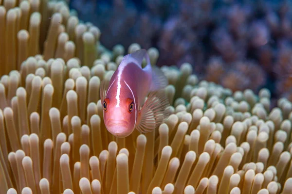 Amphiprion Perideraion Även Känd Som Rosa Skunk Clownfish Eller Rosa — Stockfoto