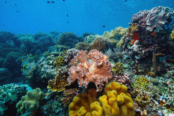 印度尼西亚巴厘岛沿岸南太平洋的珊瑚礁 — 图库照片