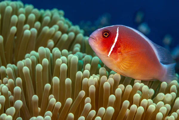 Amphiprion Perideraion Also Known Pink Skunk Clownfish Pink Anemonefish Species — Stock Photo, Image