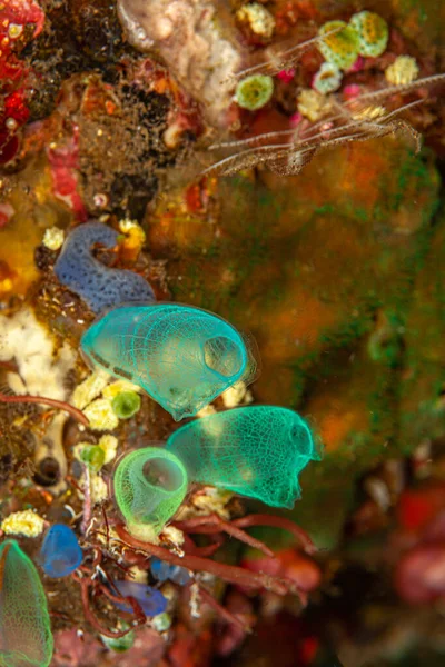 stock image tunicate is a marine invertebrate animal, a member of the subphylum Tunicata. It is part of the Chordata, a phylum.