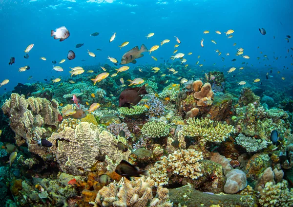Коралловый Риф Южной Части Тихого Океана Берегов Острова Бали Индонезия — стоковое фото