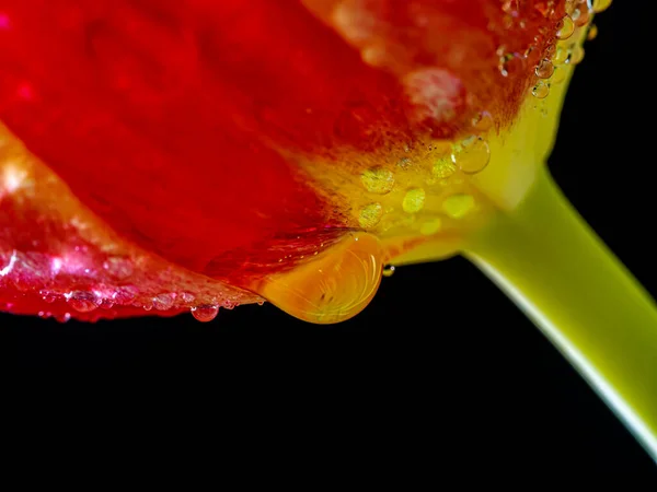 Laranja Amarelo Tulipa Primavera Flor Com Gotas Água Fundo Preto — Fotografia de Stock