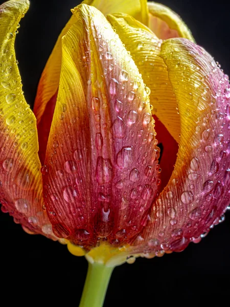 Orange Yellow Tulip Spring Bloom Water Drops Black Background — стоковое фото