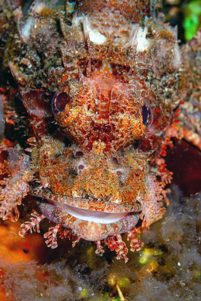 Scorpaenopsis Oxycephala Tasseled Scorpionfish Small Scaled Scorpionfish Species Venomous Marine — Fotografia de Stock