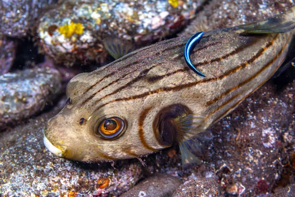 Arothron Meleagris Allgemein Bekannt Als Perlenkugelfisch Oder Goldkugelfisch Ist Ein — Stockfoto