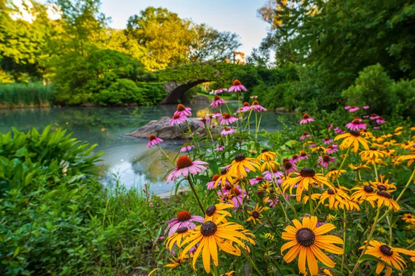 Gapstow Bridge Central Park Sommer Mit Gelbem Gänseblümchen — Stockfoto