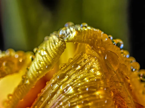 Orange Yellow Tulip Spring Bloom Water Drops Black Background — Stock Photo, Image