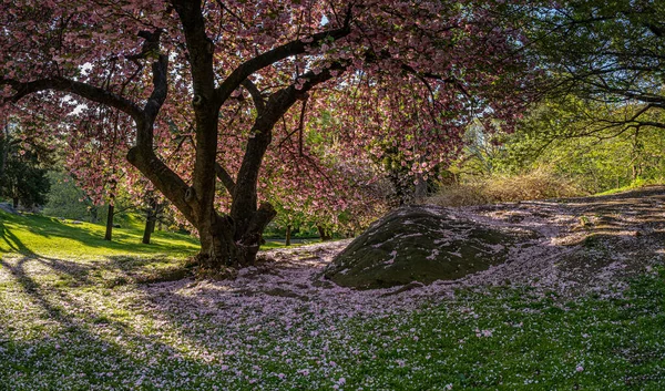 Цветущая Японская Вишня Ранней Весной Центральном Парке Нью Йорк — стоковое фото