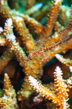 Solenostomus, diğer adıyla hayalet boru balıkları, sahte boru balıkları veya tüp ağızlı balıklar, Syngnathiformes familyasından bir balık cinsidir..