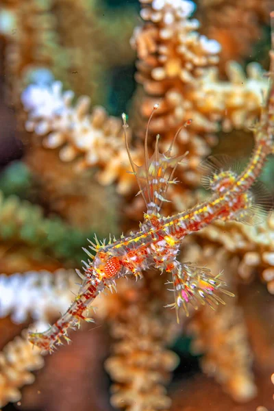 Solenostomus Also Known Ghost Pipefishes False Pipefishes Tubemouth Fishes Genus — Stock Photo, Image
