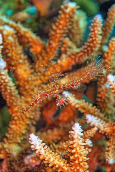 Solenostomus Also Known Ghost Pipefishes False Pipefishes Tubemouth Fishes Genus — Stockfoto