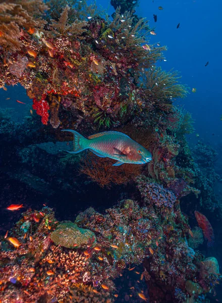 Plongée Sous Marine Long Épave Usat Liberty Tulamben Bali Indonésie — Photo