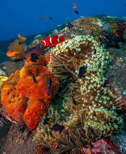 Sea Anemones Group Marine Predatory Animals Order Actiniaria Named Anemone — Stock Photo, Image