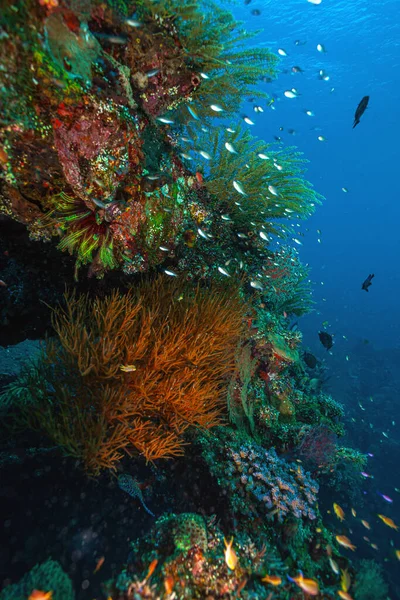 Dykning Längs Usat Liberty Vrak Tulamben Bali Indonesien — Stockfoto