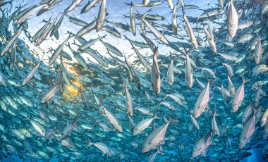 The bigeye trevally Caranx sexfasciatus,bigeye jack, in large school off coast of tulaben clipart