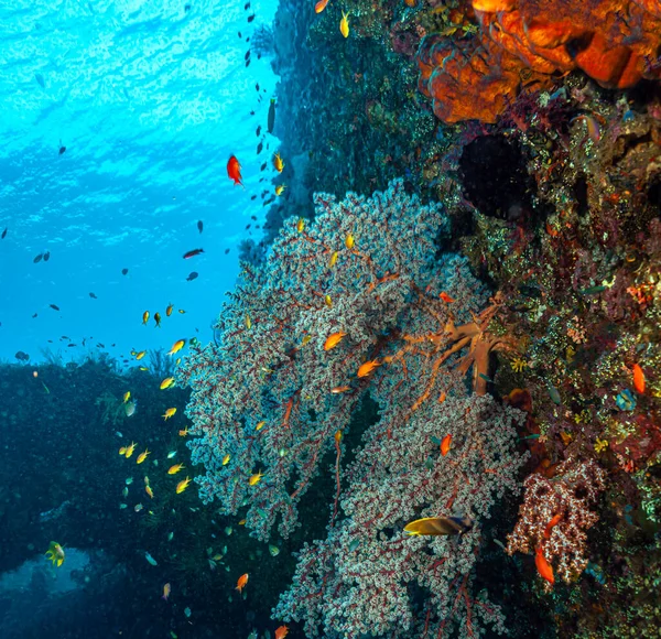 印度尼西亚巴厘岛图拉姆本Usat自由号失事中的Scuba潜水 — 图库照片
