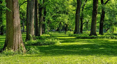 Baharda Central Park 'ta, New York' ta, sabah erkenden alışveriş merkezinin yanındaki arazide.
