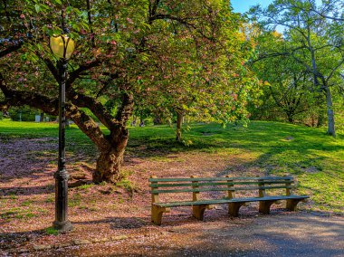 Central Park 'ta bahar, New York Şehri, İlkbaharda açan kiraz ağaçları