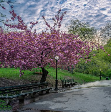 Central Park 'ta bahar, New York Şehri, İlkbaharda açan kiraz ağaçları