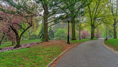 Central Park 'ta bahar, New York Şehri, İlkbaharda açan kiraz ağaçları