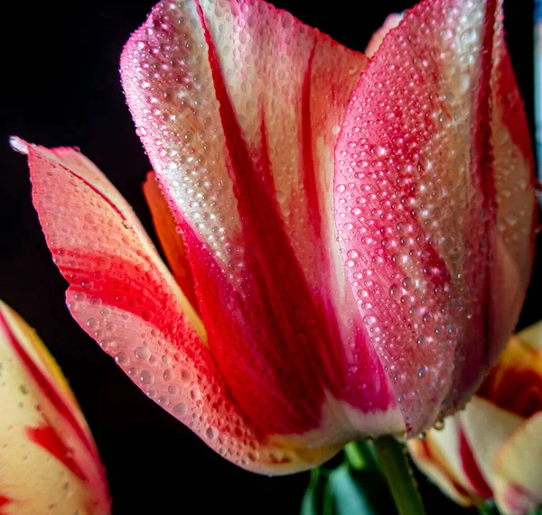 Tulipan Wiosną Rozkwicie Zbliżenie Kroplami Wody Czarnym Tle — Zdjęcie stockowe