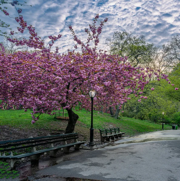 Весна Центральном Парке Нью Йорка Весной Цветут Вишневые Деревья — стоковое фото