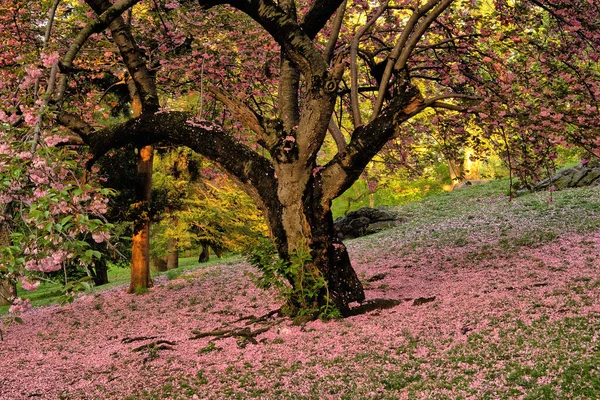 Frühling Central Park New York City Kirschbäume Blühen Frühling — Stockfoto
