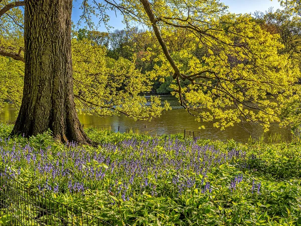 Spring Central Park New York City — Stock Photo, Image