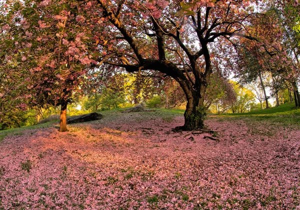 春天在纽约市中央公园 樱桃树盛开在春天 — 图库照片