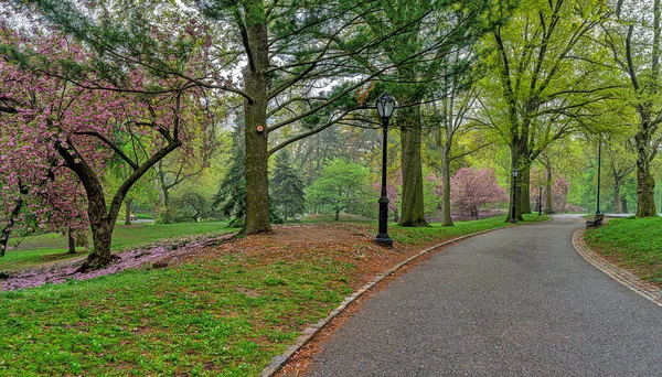 春にはニューヨーク市中央公園で 春には桜が咲きます — ストック写真