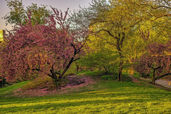 Wiosna Central Parku Nowy Jork Wiśniowe Drzewa Wiosnę — Zdjęcie stockowe