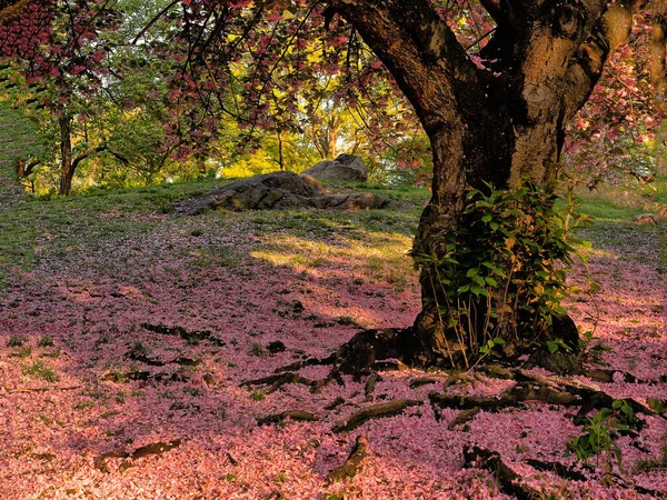 Весна Центральном Парке Нью Йорка Весной Цветут Вишневые Деревья — стоковое фото