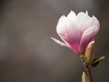 İlkbaharda manolya ağacı, tek çiçek 