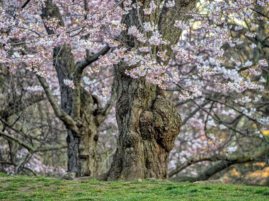 Malus coronaria, tatlı yaban elması veya çelenk olarak da bilinen Kuzey Amerika 'da yetişen bir yaban elması türüdür.