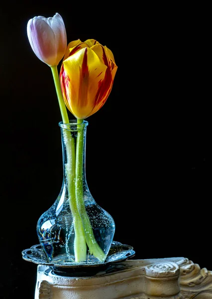 春天的郁金香盛开在黑色背景的花瓶里 — 图库照片